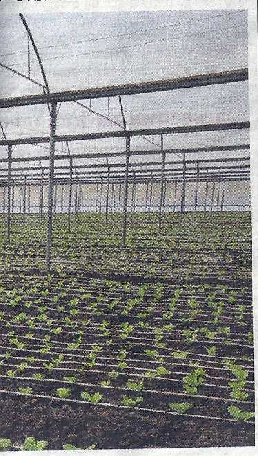 Lettuce1